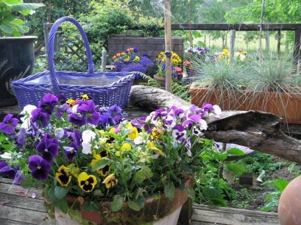 Miranda Orchard Cottage image 19