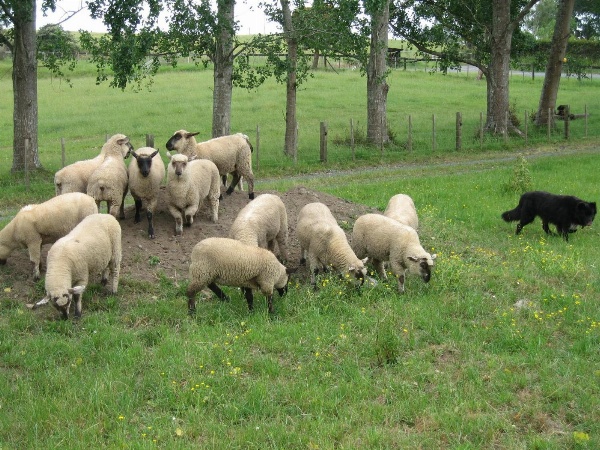 Miranda Orchard Cottage image 5